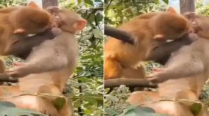 Viral Video: मिल गया बंदरों का इमरान हाशमी