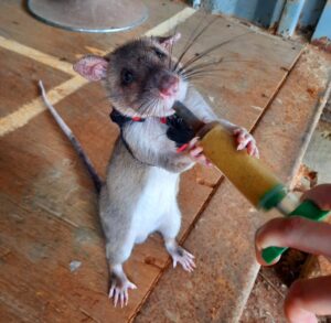 Rats Help Earthquake Survivors  170 चूहों का नाम रखा 'हीरो रेट्स'