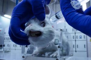 Cosmetic Testing on Animals 