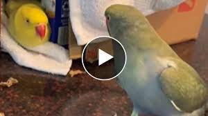 Love Birds Video