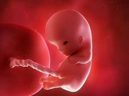 Garbh Sanskar गर्भ में भ्रूण करता है जीवन की तैयारी